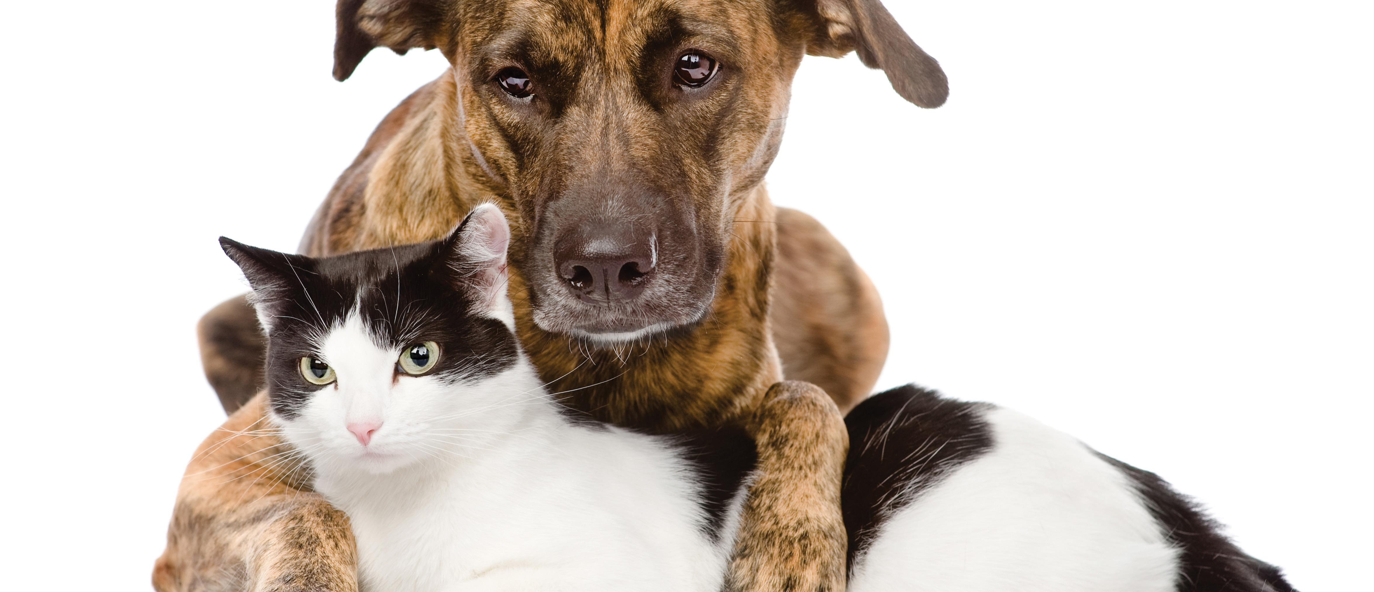 Cat and dog