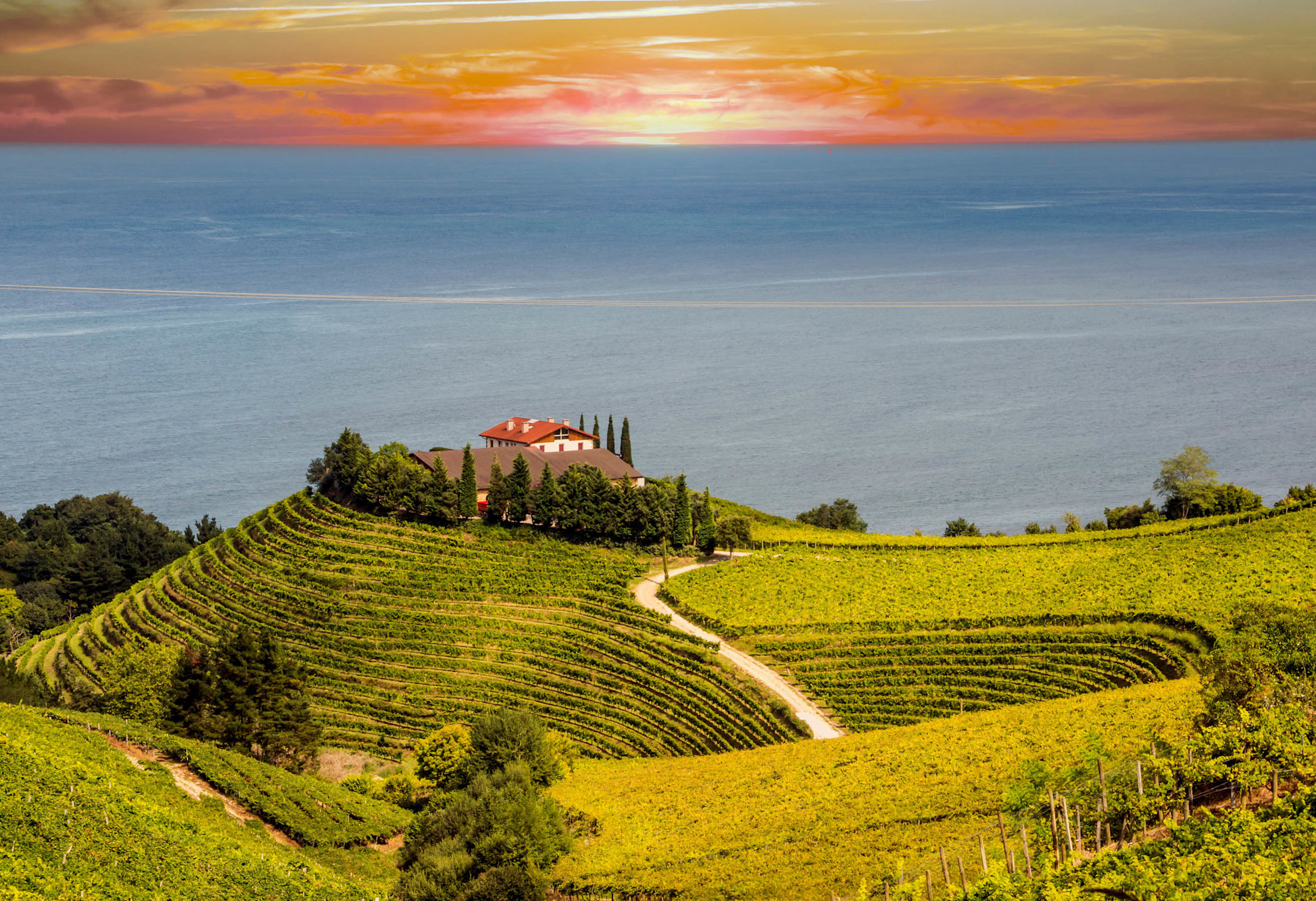 Vineyards cover the fields overlooking the sea