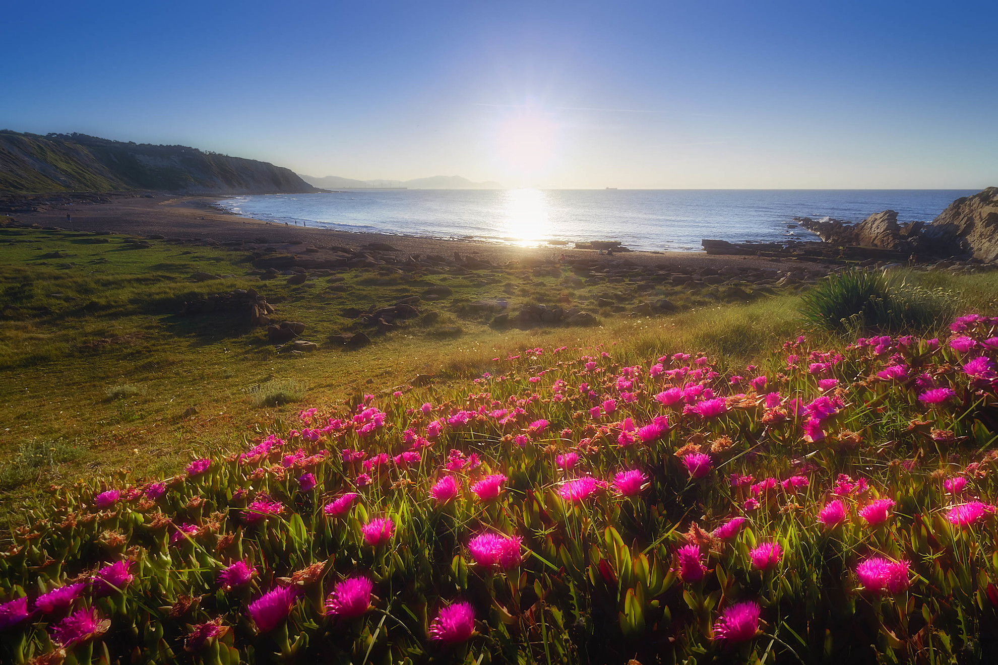 Flowers blooming along the sandy shores of Azkorri beach
