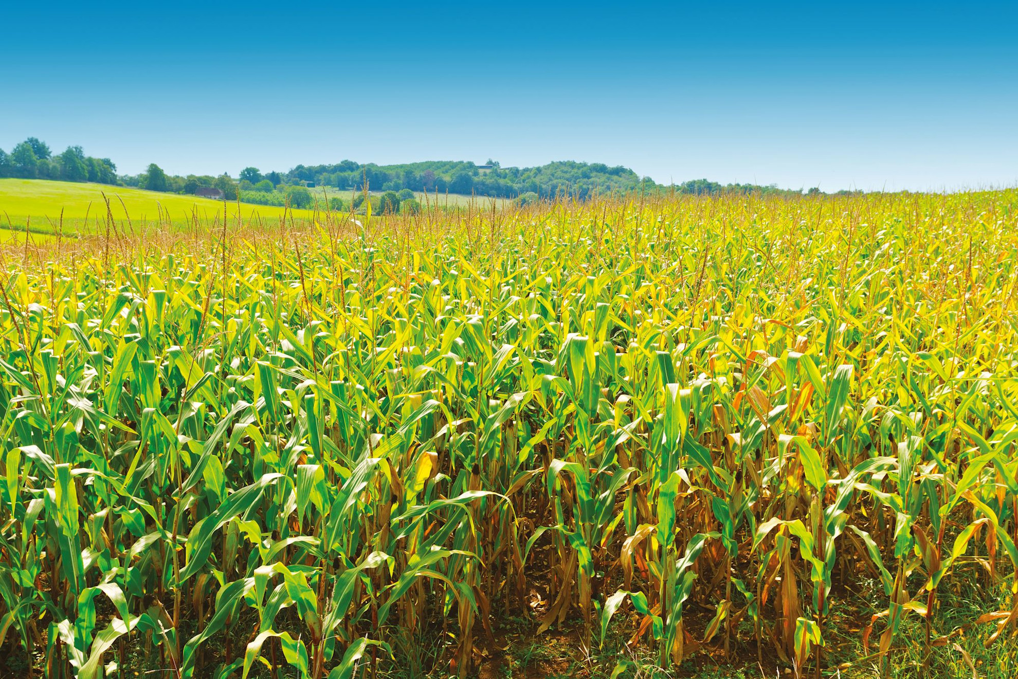 Crops growing in fields in the Limousin region of France