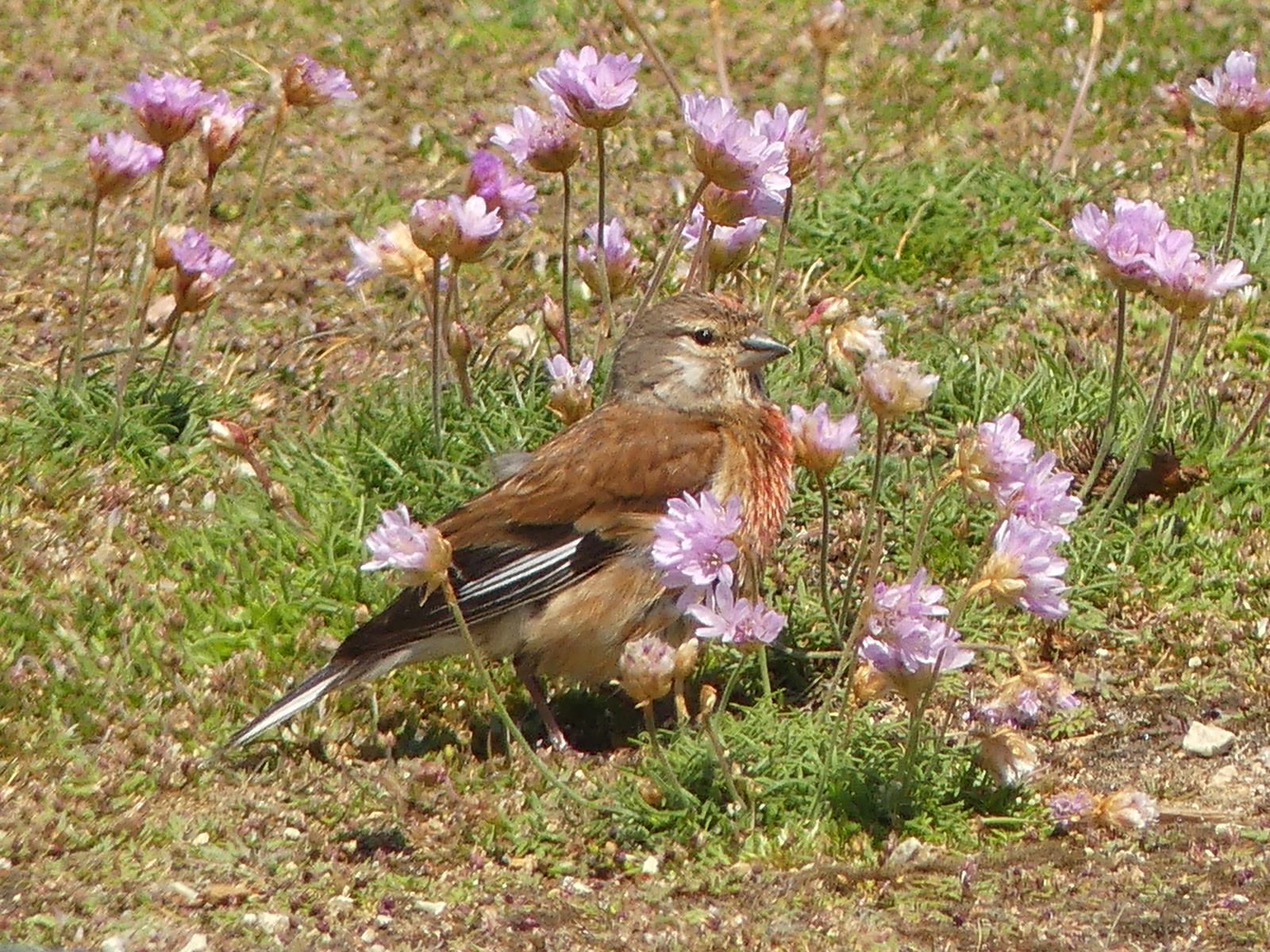 Roscoff Birdwatching