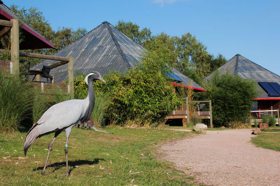 Cerza Safari Lodges  - White bird in front of lodges