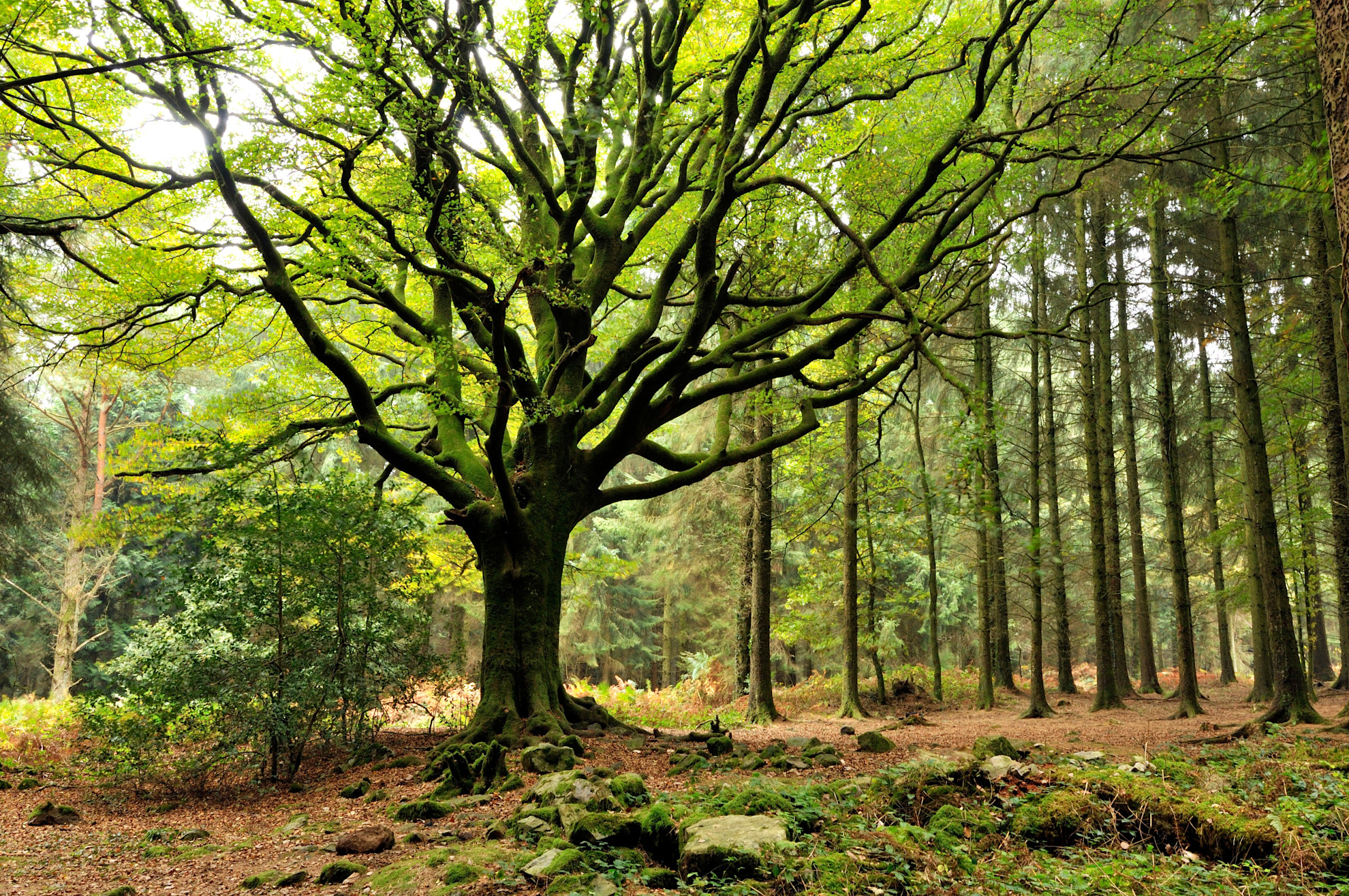 Trees in the forest of Brocéliande © Yvon Boëlle, BRTC