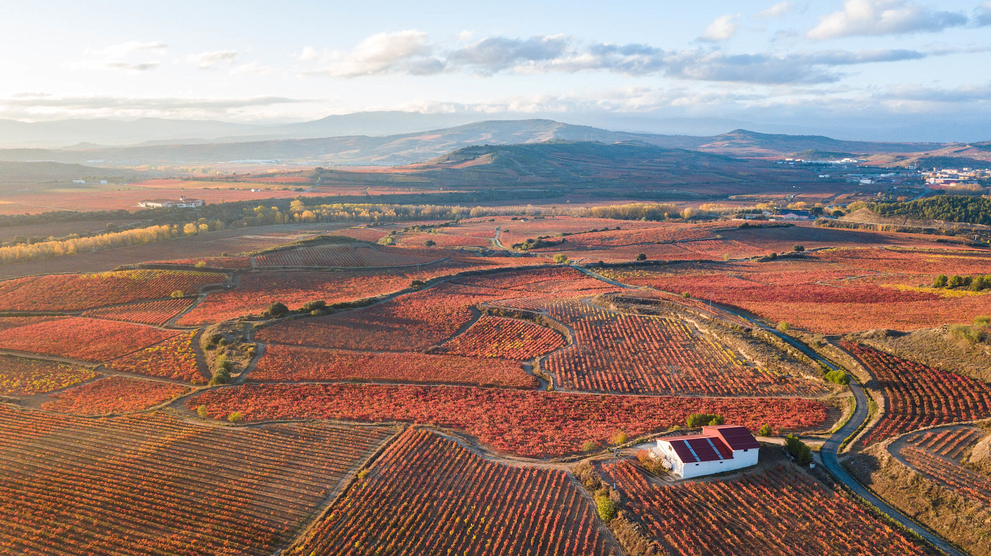 Aerial view of vineyards in La Rioja, Spain