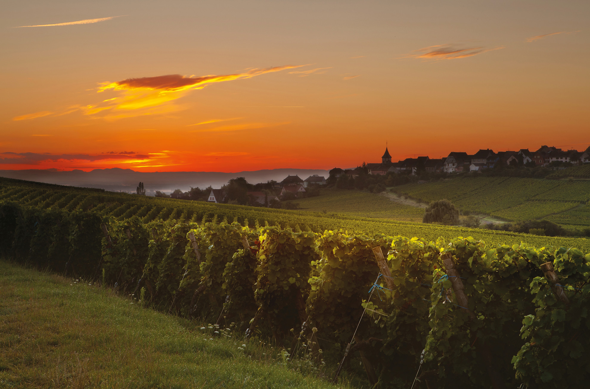 Summer morning sunrise in the French vineyard region of Alsace