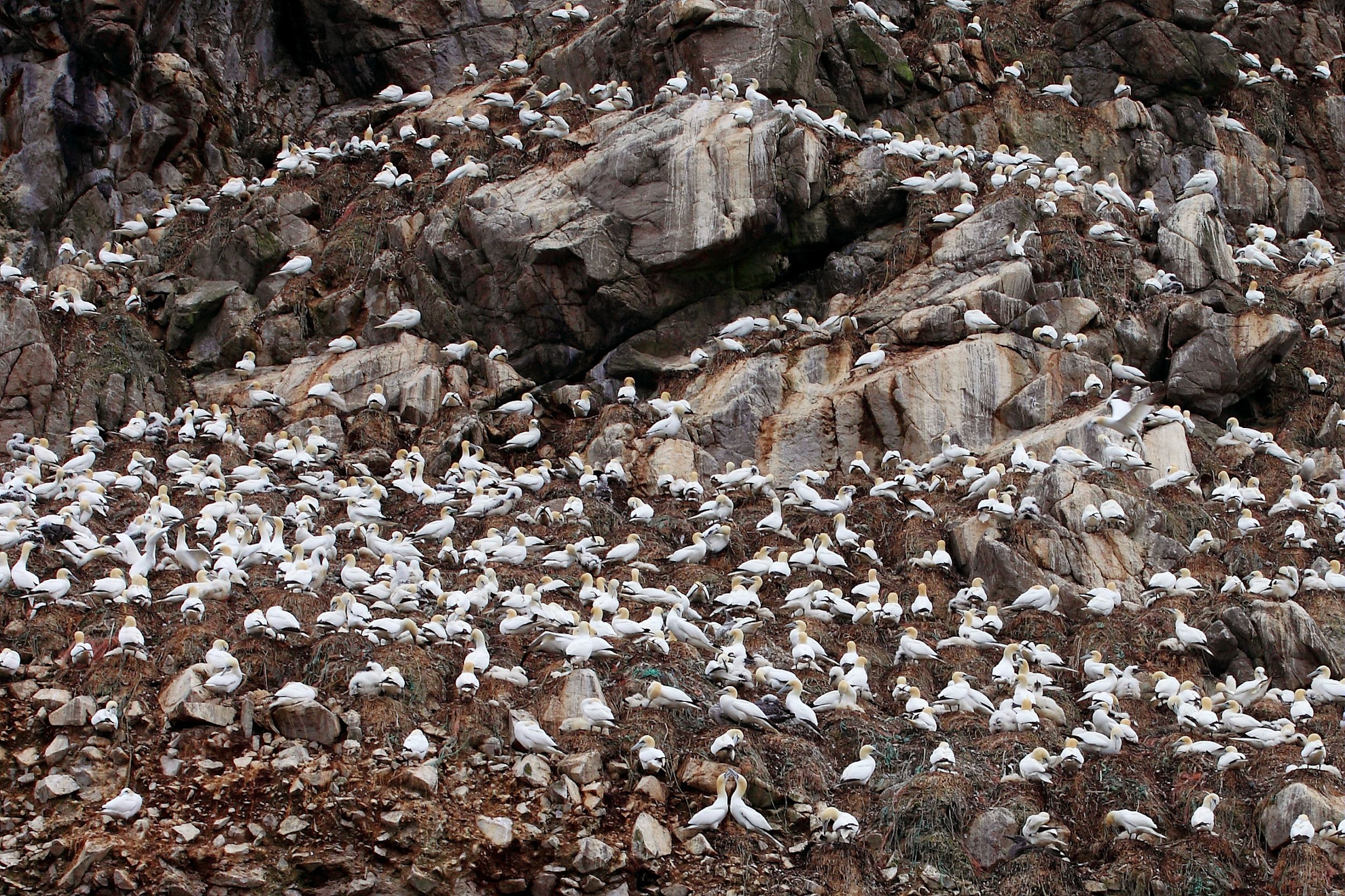 Birds on the rocks at Les Sept Isles in Brittany © Pierre Torset, BRTC