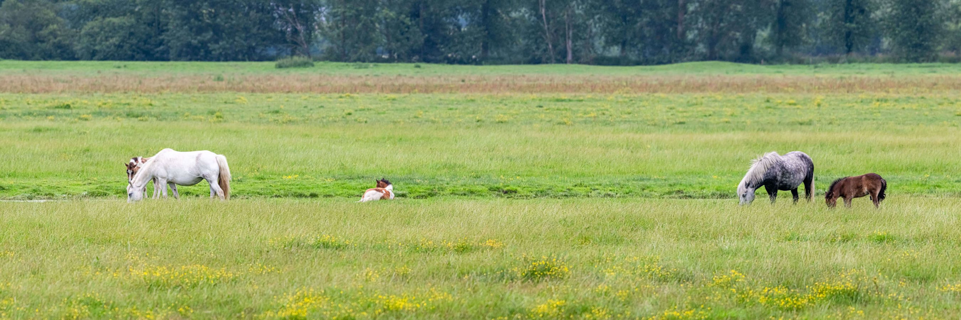 Wildlife in Marais de Sougeal