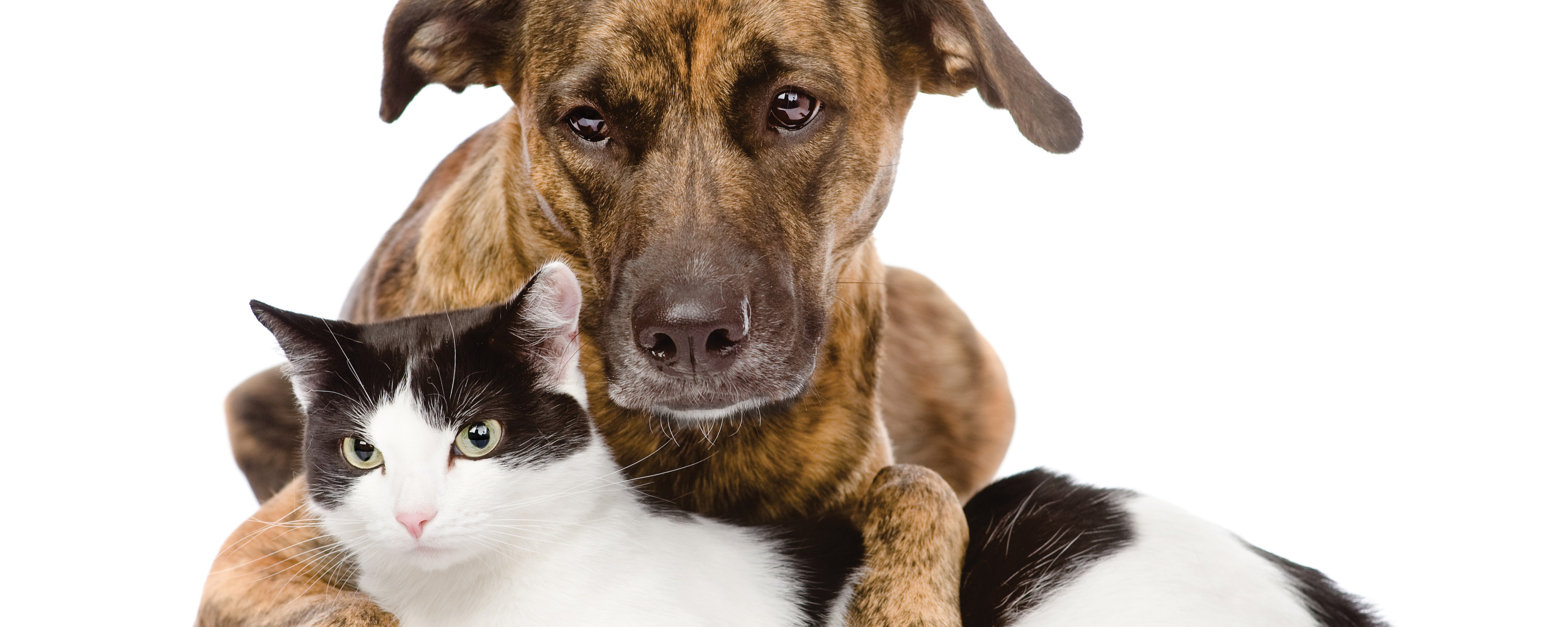 Cat and dog