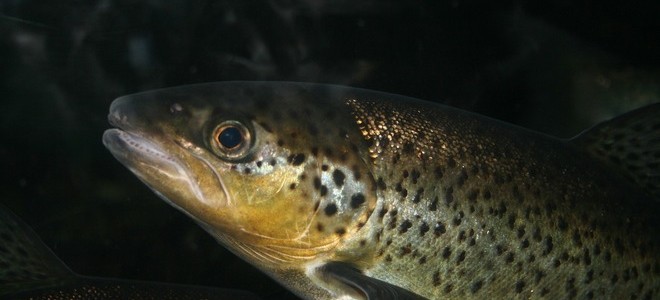 Aquaculture Production framework image - employer