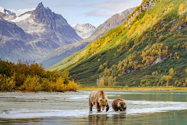 Bears walking through a flowing river in Alaska
