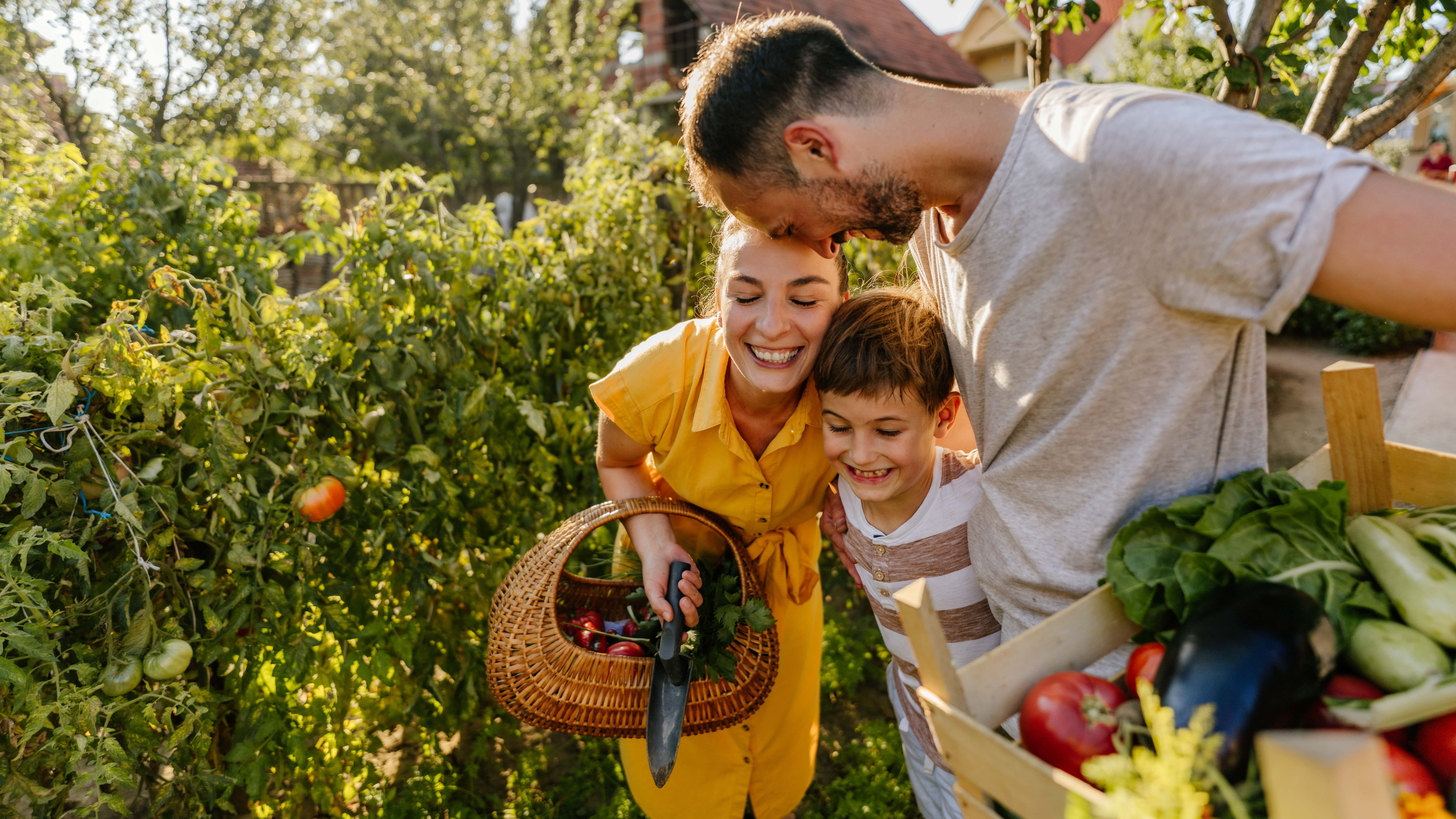 A mum, dad and young boy in their garden picking fresh produce and smiling.