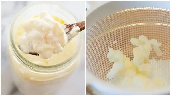 Kinh nghiệm nuôi nấm Kefir dành cho người mới bắt đầu - Kefir Home