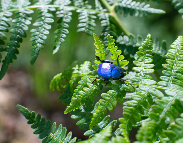 Biodiversité
