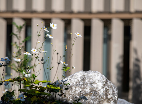préservation de la biodiversité au siège Teréga de Pau