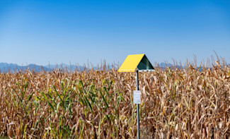 Balise gaz dans un champ de maïs