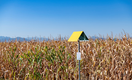 Balise gaz dans un champ de maïs