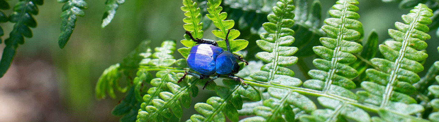 La préservation de la biodiversité, une volonté constante chez Teréga