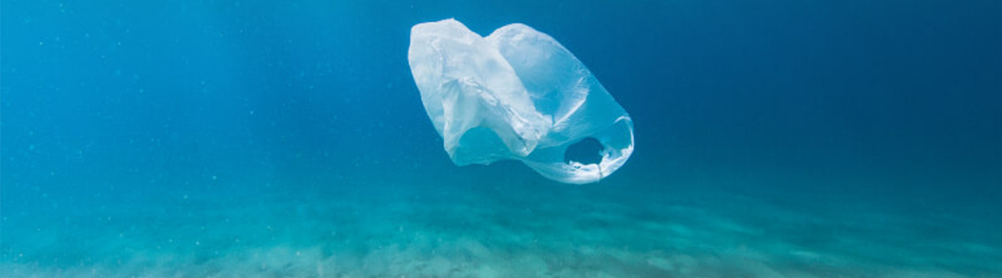 The Sea Cleaners : Agir pour la restauration et la préservation de l'écosystème marin