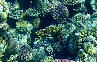 Coraux marins - The coral planters