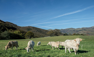 La filière biogaz en France