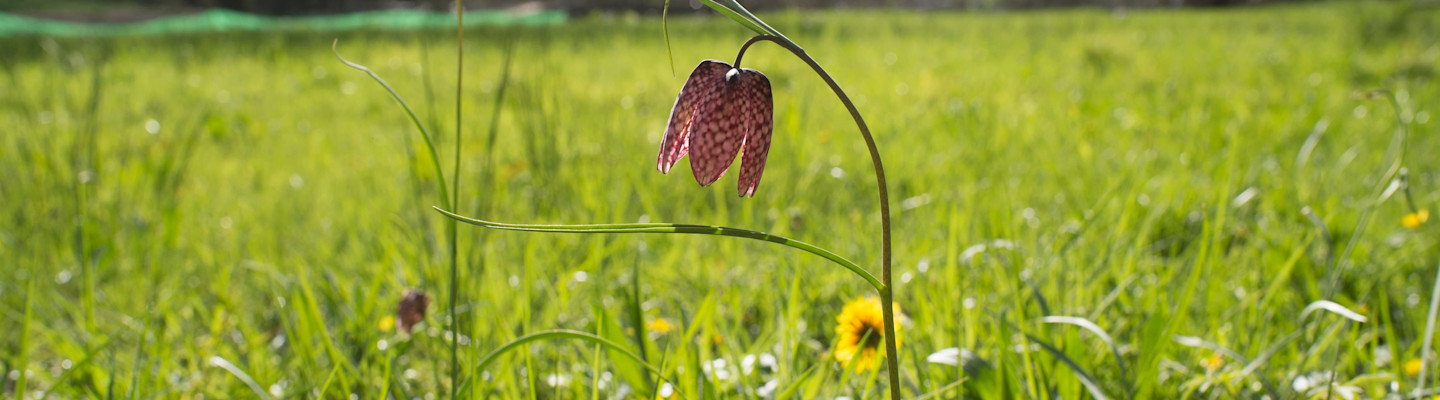 Preserving biodiversity: a continuing effort at Teréga