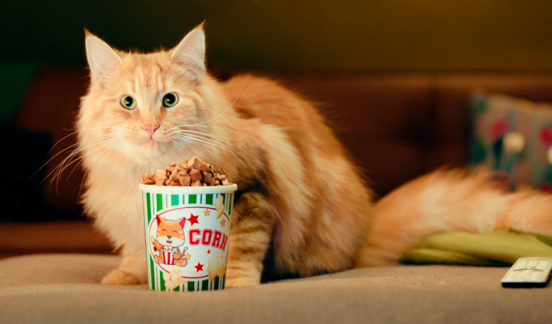 Rode kat met een bakje popcorn