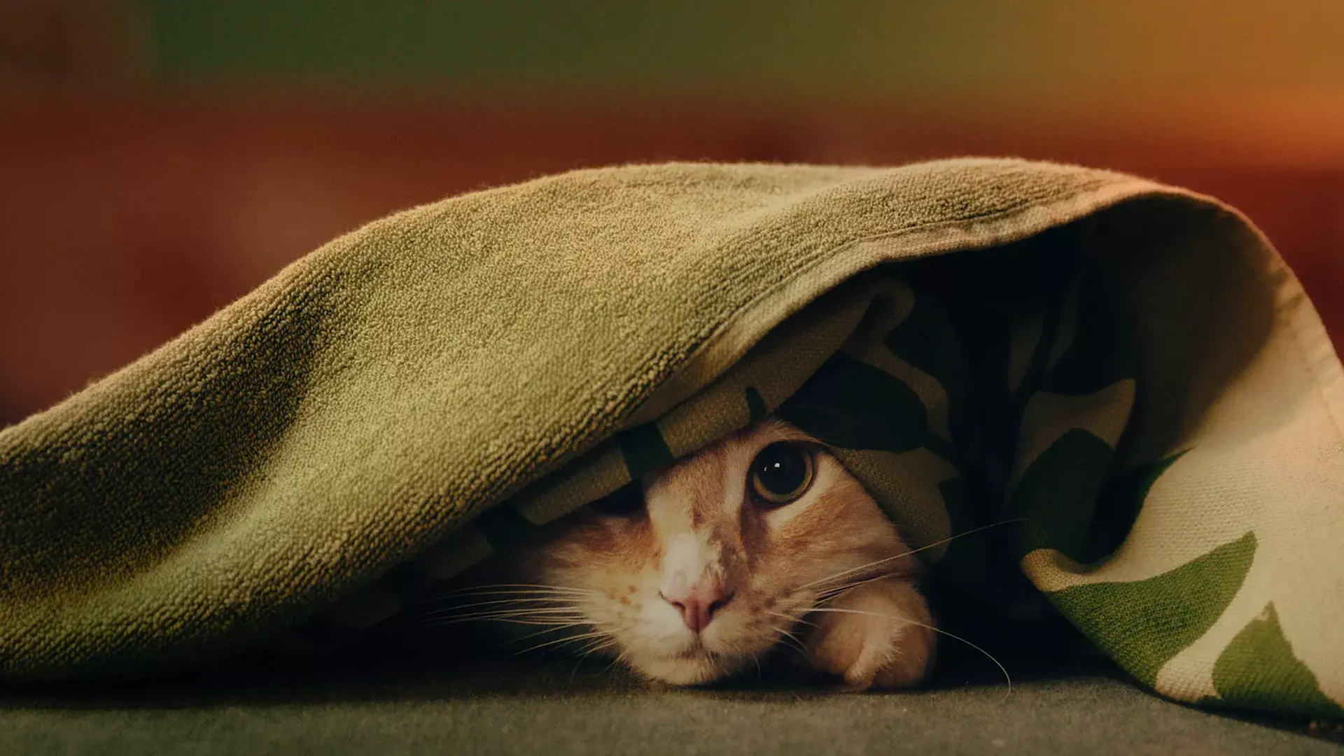Kat Louis onder een dekentje