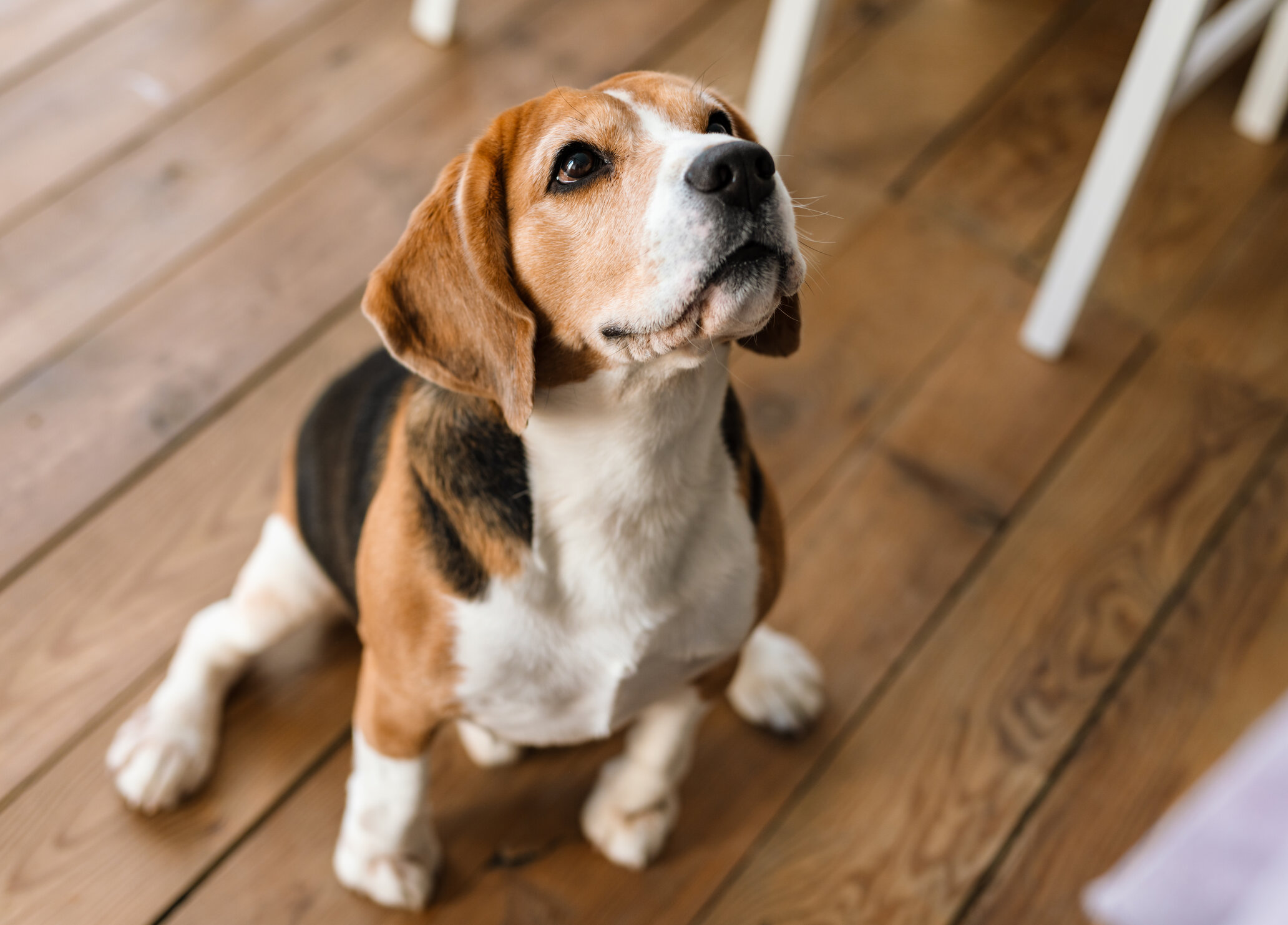 best pet for toddlers beagle