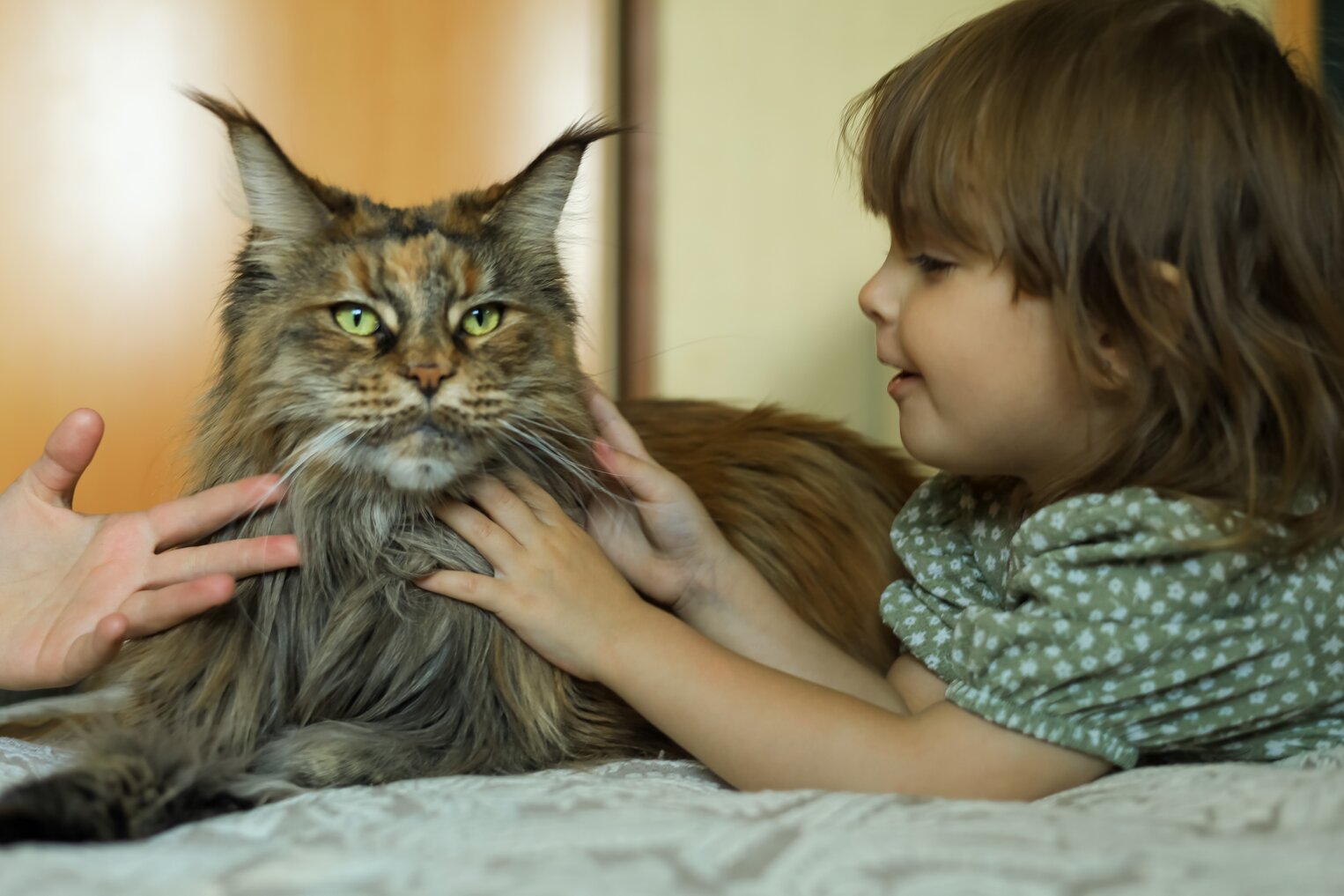 kids cat care maine coon