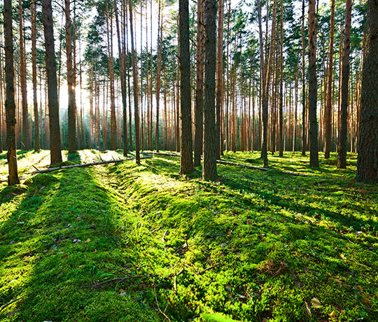 Image with forest, trees and sun text liftup shape