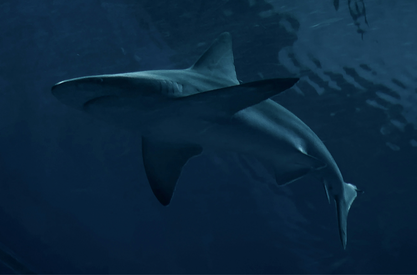 Shark week