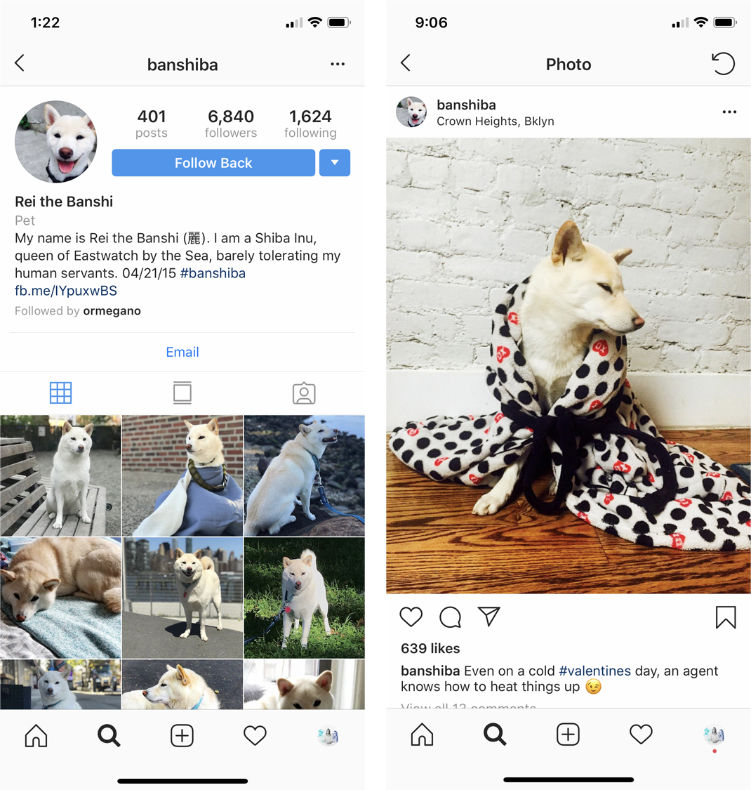 banshiba instagram growth hacking - how to get instagram followers for dog