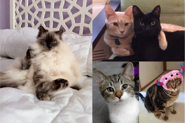 Celebrate National Cat Day with Animoto’s Favorite Felines