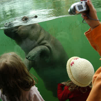 Tips on Zoo Photography: It’s a Jungle Out There!