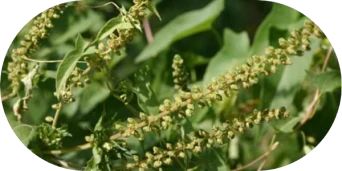What Does Ragweed Look Like - image 4
