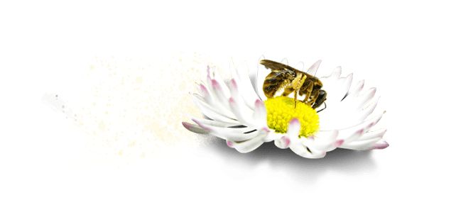 Insect on a flower