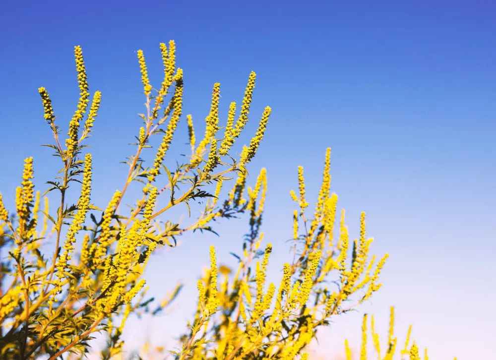 Ragweed Pollen Allergies: Symptoms, Treatment & More