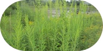 What Does Ragweed Look Like - image 3