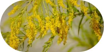 What Does Ragweed Look Like - image 5