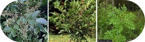 Poison Ivy, Oak, and Sumac Rashes: Symptoms and Treatments - Image 4 - Benadryl - en-US
