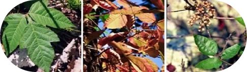 Poison Ivy, Oak, and Sumac Rashes: Symptoms and Treatments - Image 2 - Benadryl - en-US