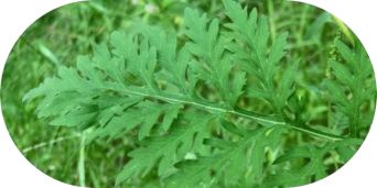 Ragweed Pollen Allergies: Symptoms, Treatment & More - Common Ragweed Leaf. Photo credit