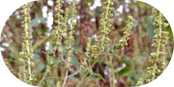 What Does Ragweed Look Like - Common Ragweed Flowers. Photo credit