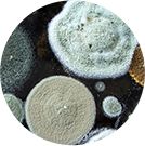 mould-around-window