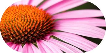 Close up image of a flower with pink petals and an orange center.