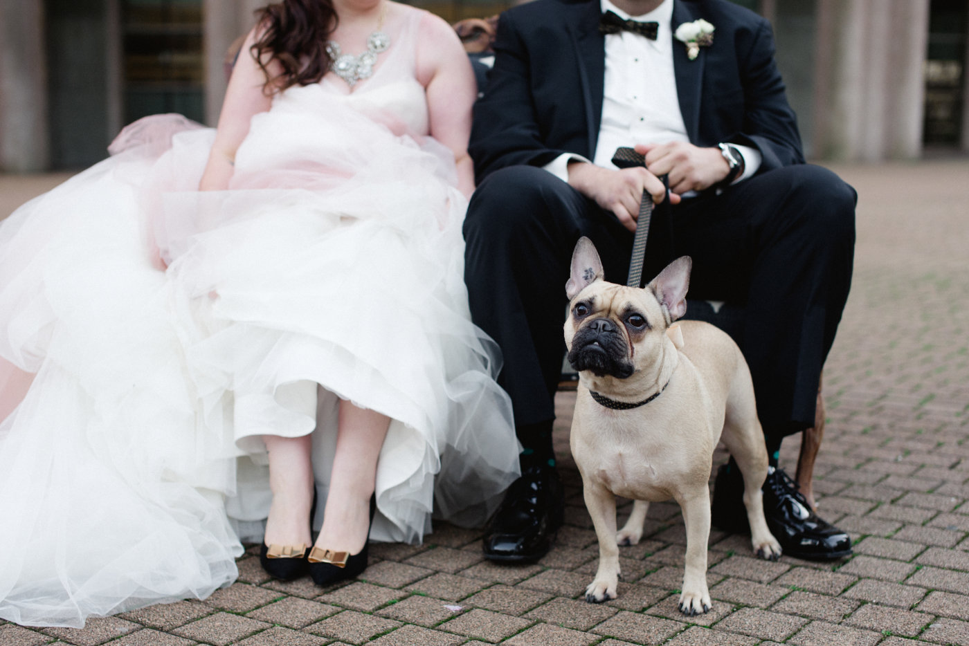 Hund Ringträger Hochzeit