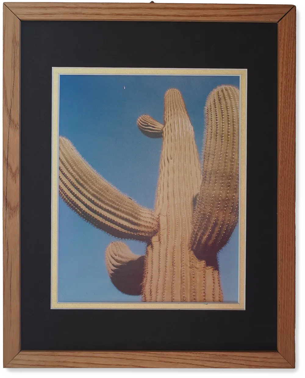 Saguaro Cactus Framed Photograph