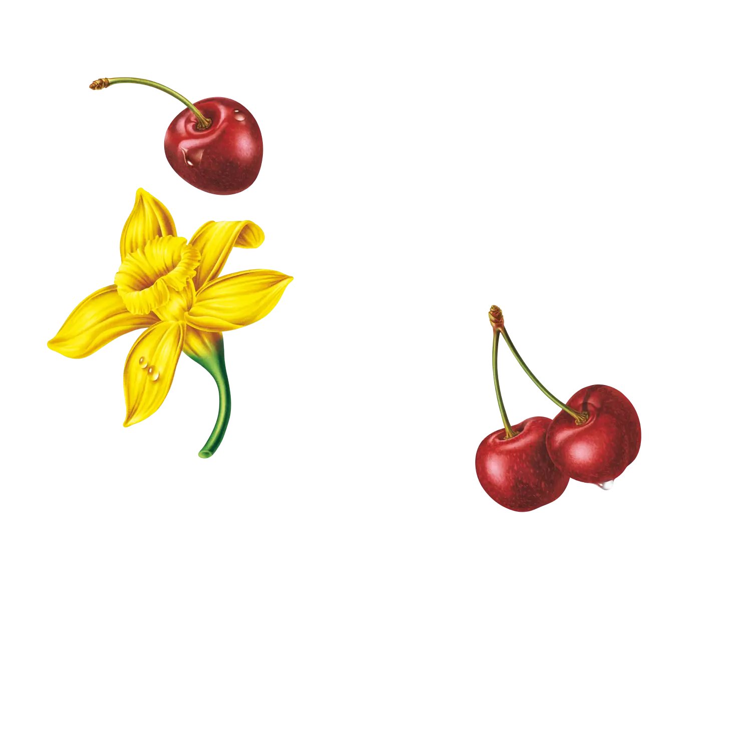 20G High Protein Greek Yogurt Drink Cherry Vanilla