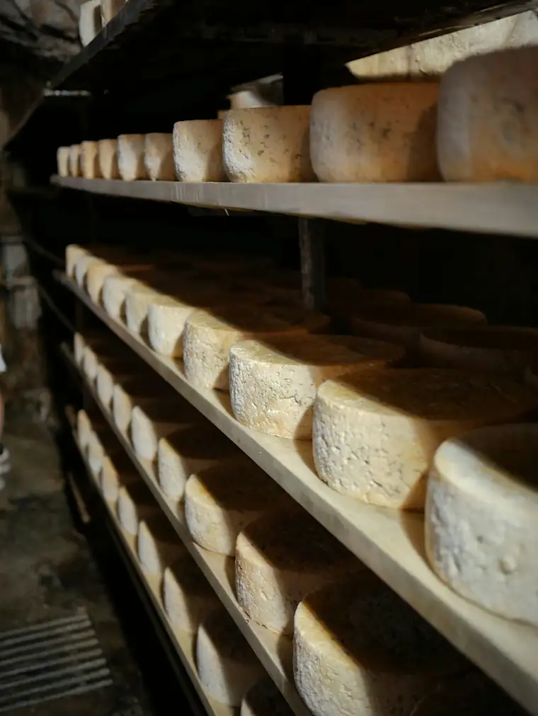 Cheese Shop - cheese display on shelves