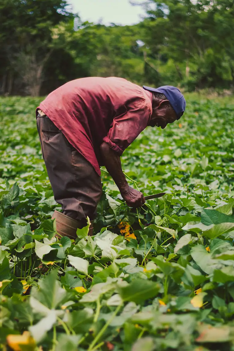 Gardener - Picking veggies